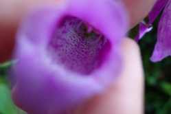 Marc Hénin, l'observation naturelle Marc Hénin, l'observation naturelle